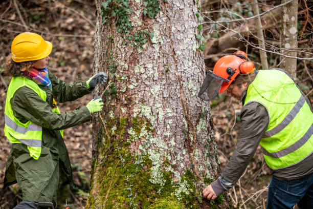 Best Fruit Tree Pruning  in Stanleytown, VA