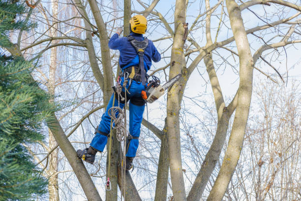 Best Tree Risk Assessment  in Stanleytown, VA