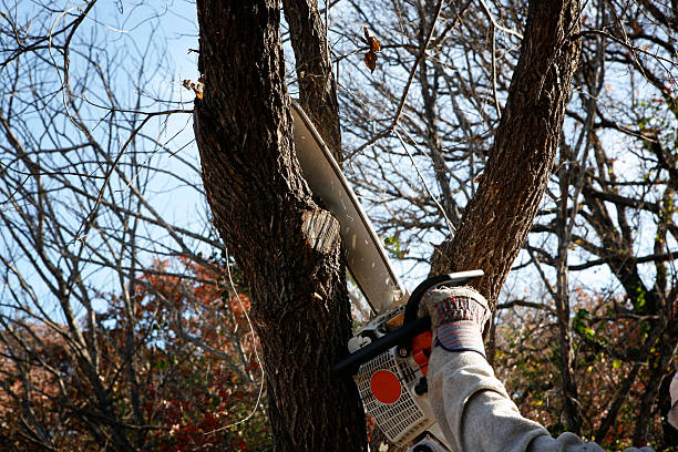 Best Tree Mulching  in Stanleytown, VA