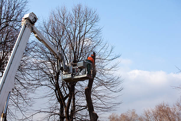 Best Storm Damage Tree Cleanup  in Stanleytown, VA