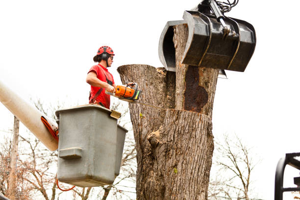 How Our Tree Care Process Works  in  Stanleytown, VA